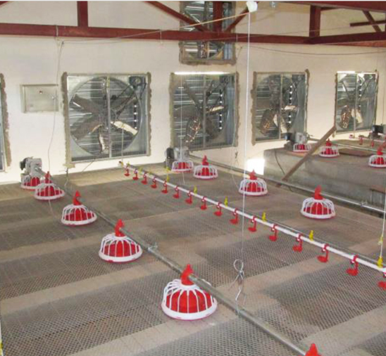 농장을 위한 완전히 자동 닭 모이 송곳 체계 가금 송곳 지류 1