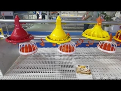 자동 가금류 사료 공급 시스템